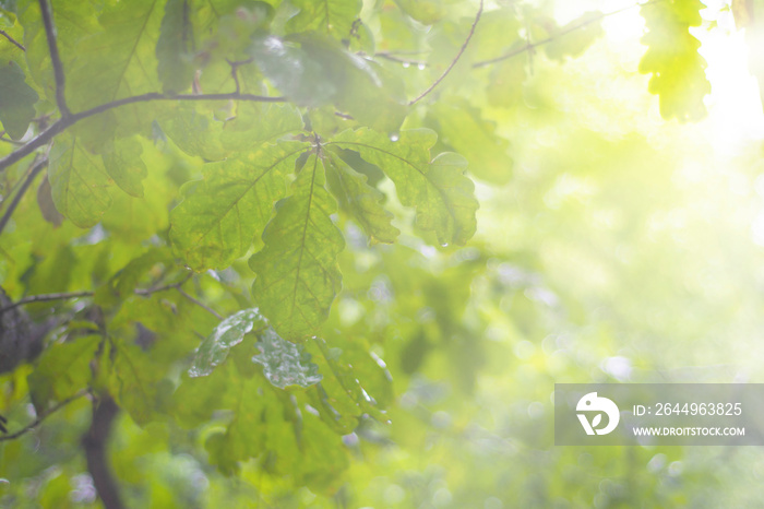 Wet after a rain oak leaves on a branch in the rays of the sun