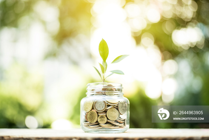 Young plant growing in the glass jar that have money (coins)