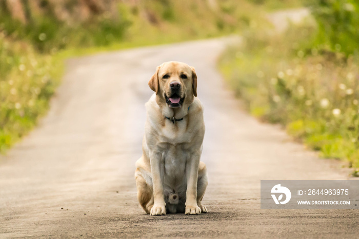 Perro solitario en la carretera