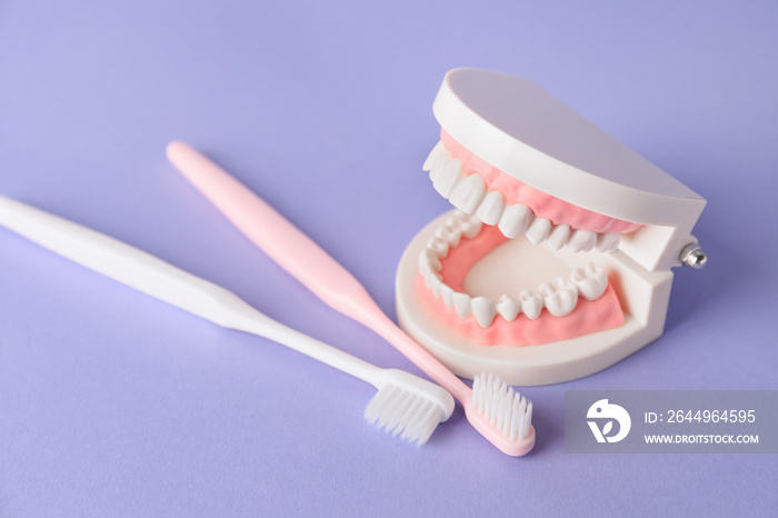 Model of jaw with toothbrushes on color background