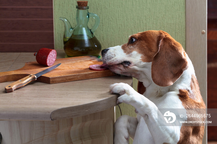 Cute Beagle eats smoked sausage.