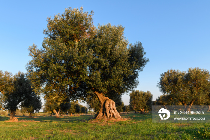 Old olive tree in the garden of Salento, Puglia, Italy