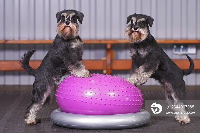 Two black and silver Miniature Schnauzer dogs with natural ears and undocked tails posing together indoors standing on an inflatable pink balance donut placed on a grey holder