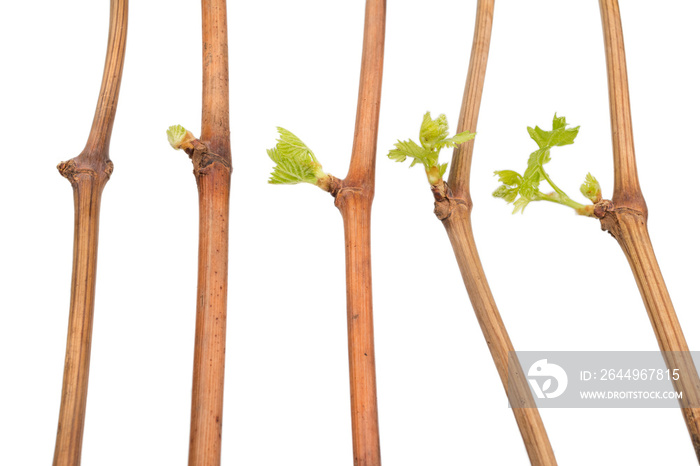 The process of growing grapes saplings from the vine.