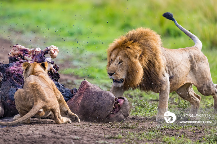 Male lion surrounded by flies scares away other lions protecting his kill