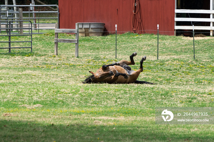 Brown horse rolling on its back in the grass