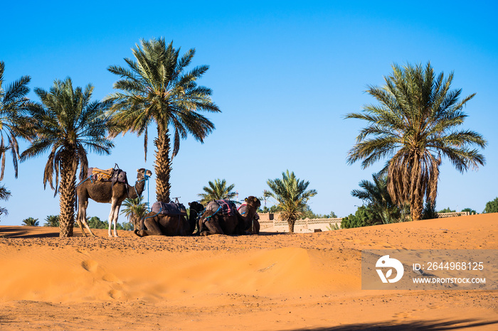 Three camels resting under palm trees in Sahara desert