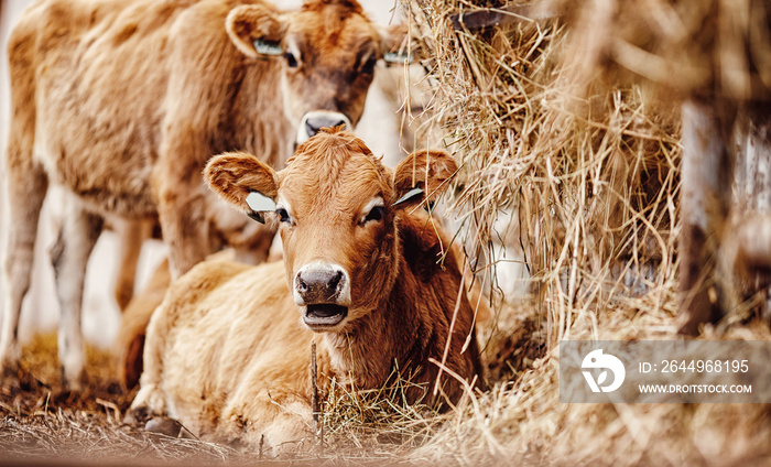 Young red jersey cow calf resting in farm