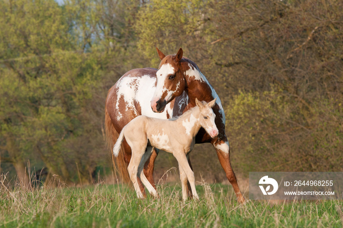 Portrait of nice paint horses