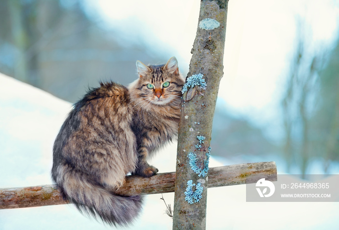 Siberian long hair cat sitting in the winter garden on the wooden fence