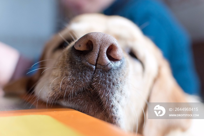 Primer plano de la trufa de un perro