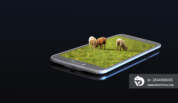 3D photo on a smartphone - sheep in a pasture.