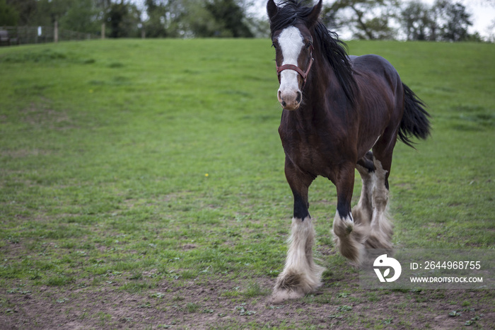 Trotting Shire Horse