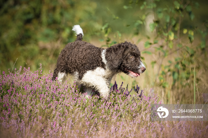 perro de agua espanol spanischer wasserhund