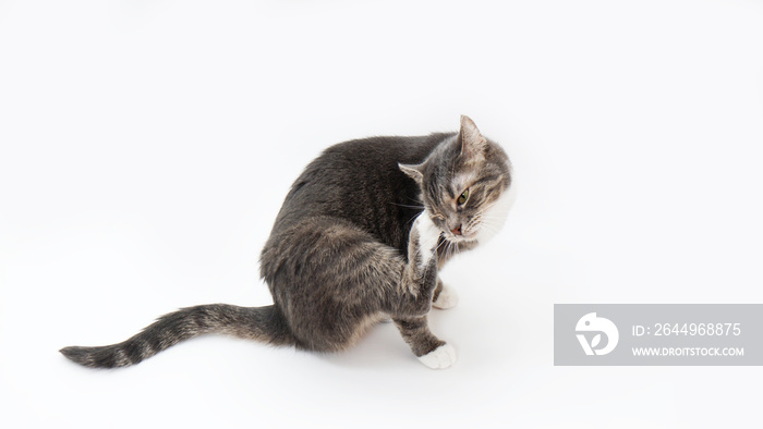 tabby cat scratching its head or grooming on white background