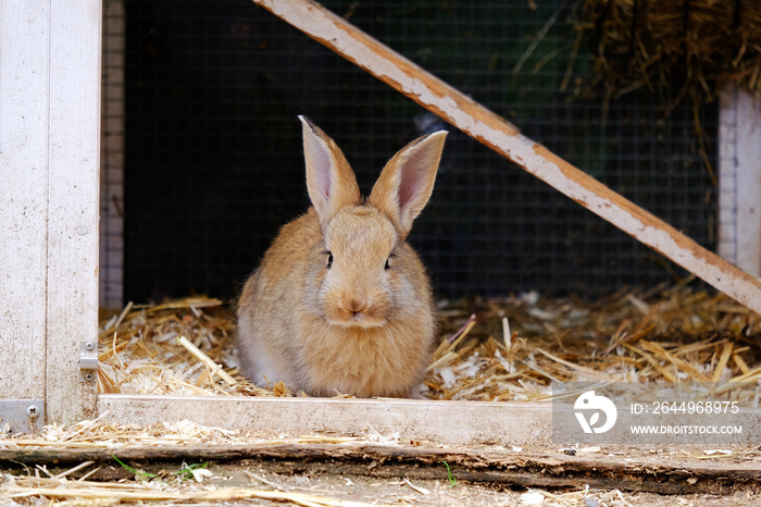 Little brown rabbit in a cage on a farm.