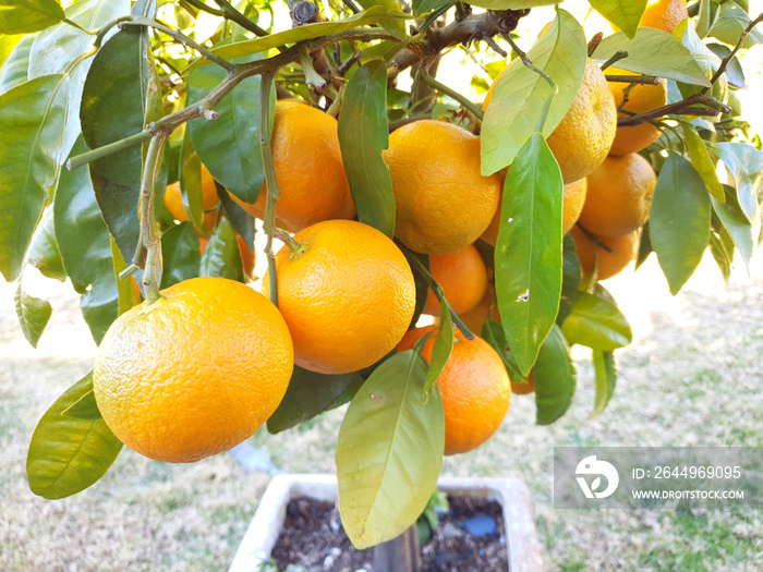 fresh oranges on the tree nature photography