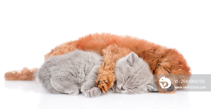 Sleeping puppy hugging a smiling kitten. isolated on white background