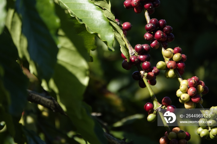 colorful coffee berries