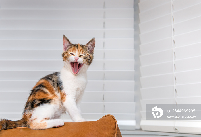 Laughing kitten sitting on a sofa