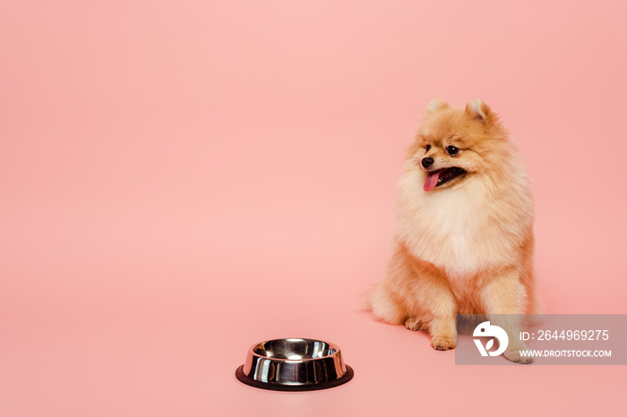 pomeranian spitz dog sitting near empty bowl on pink