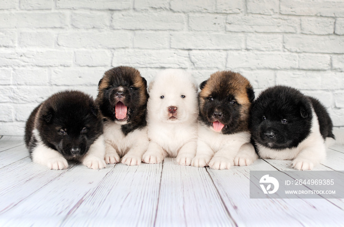 american akita cute puppies photoshoot on white background