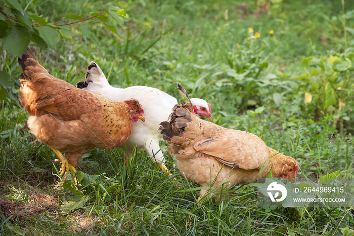 Three chickens among the plants. Free grazing of poultry.