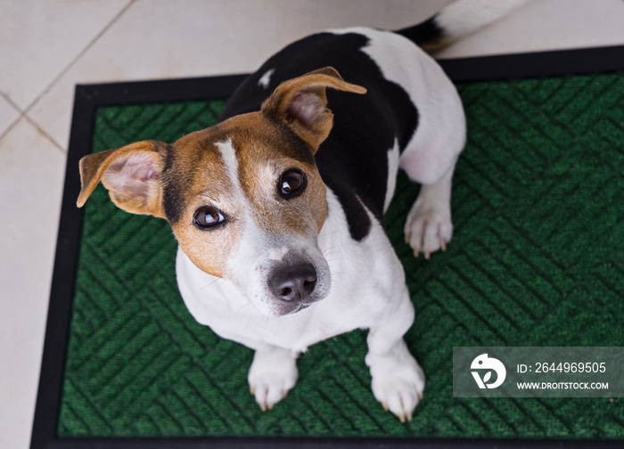 Top view of adorable dog jack russell terrier sits on green door mat and looking at camera. Dog begging for walk, selective focus