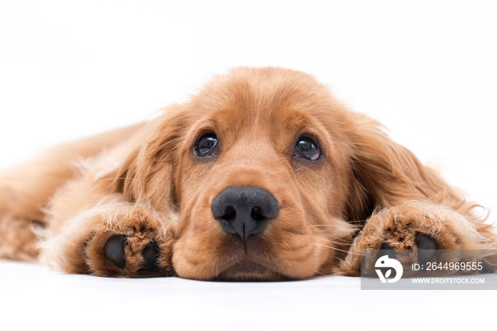 a puppy cocker spaniel photo shoot isolated on white background