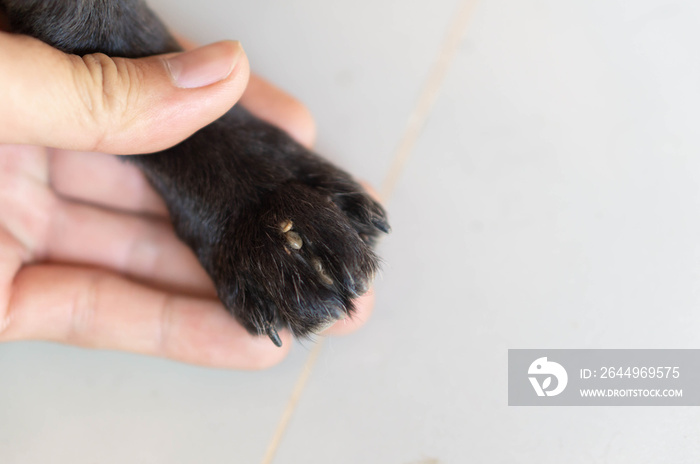 Closeup hand showing big tick parasite on leg dog skin, selective focus