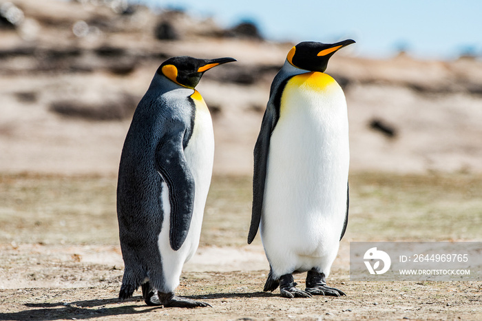 King penguins, Falkland Islands, Antarctica