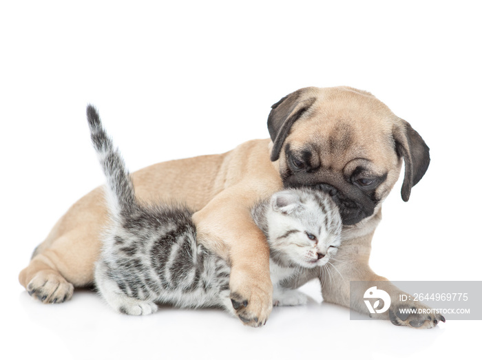 PLayful pug puppy hugs and kisses scottish kitten. isolated on white background