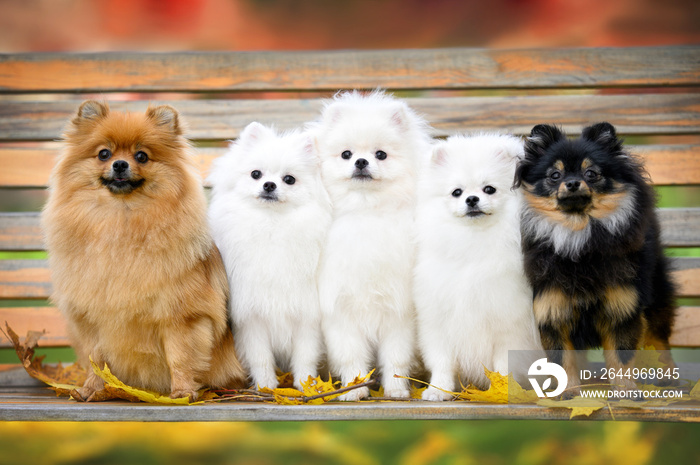 five pomeranian spitz dogs sitting on a bench together