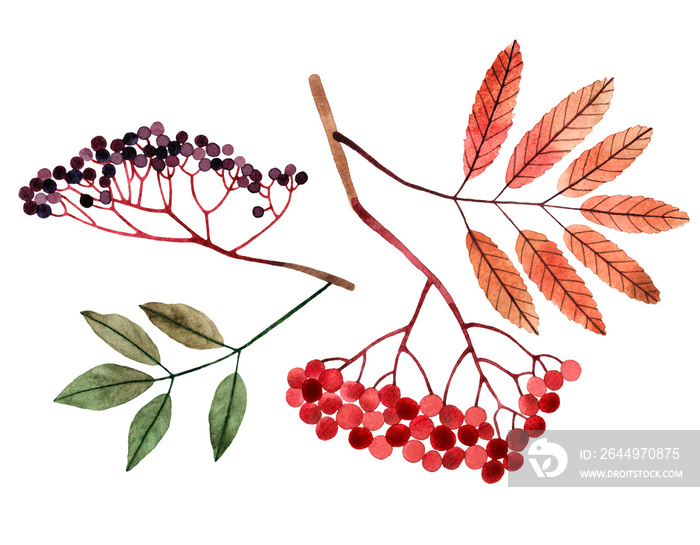 Watercolor hand drawn illustration of autumn berry branches with leaves and berries. Isolated objects on transparent background. For creating various fall designs