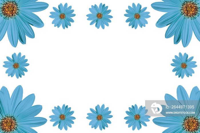 blue flowers,regular flowery frame on white background copy space