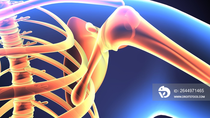 Baby Shoulder Joint Anatomy Pain concept with Circulatory.3d illustration