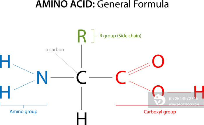 The general formula for an Amino Acid.