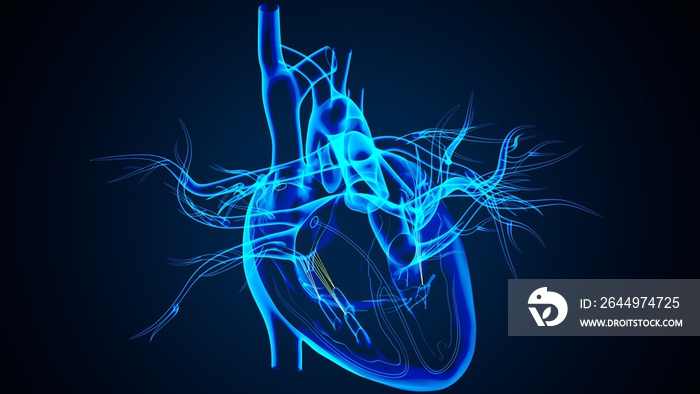 3D Illustration of Human Body Organs Heart Anatomy