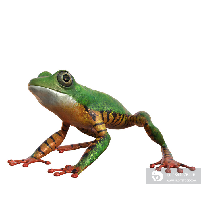 Amazonas Frosch grün orange, png.