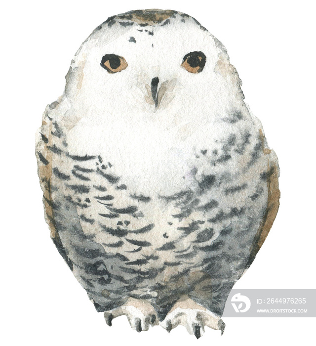 Watercolor isolated white polar owl. Cut out hand drawn PNG  on transparent background. Watercolour clipart drawing.