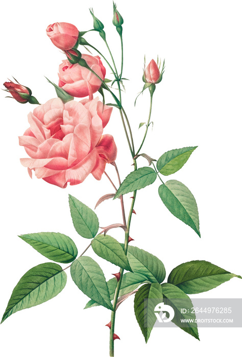 Beautiful vintage pink rose flowers illustration high quality die-cut transparent background. Digitally enhanced