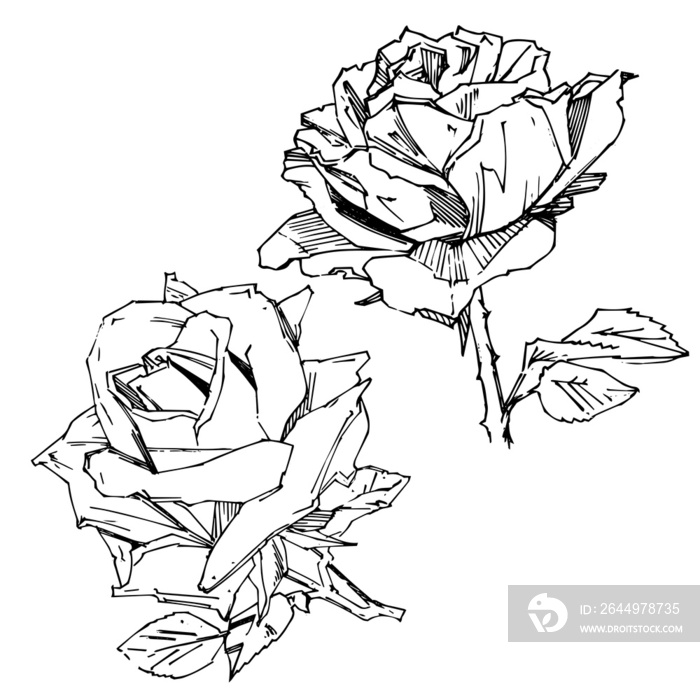 Hand drawn rose. PNG illustration. Vintage tattoo style rose. Flower motif sketch for design. Ink illustration isolated.