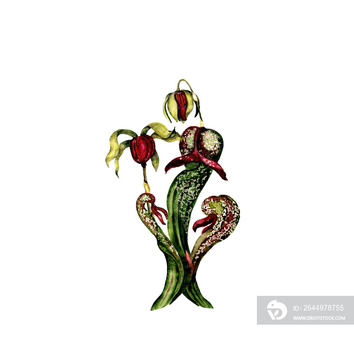 Watercolor isolated illustration of cobra lily