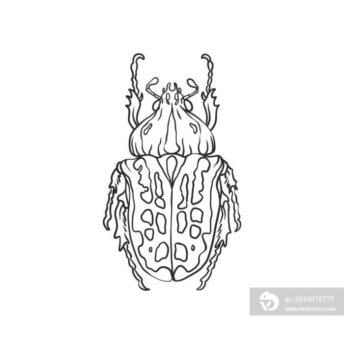 beetle Insects and bug illustration