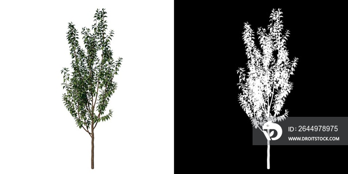 Front view of Plant (cherry plum Prunus Cerasifera 1) Tree png with alpha channel to cutout made with 3D render