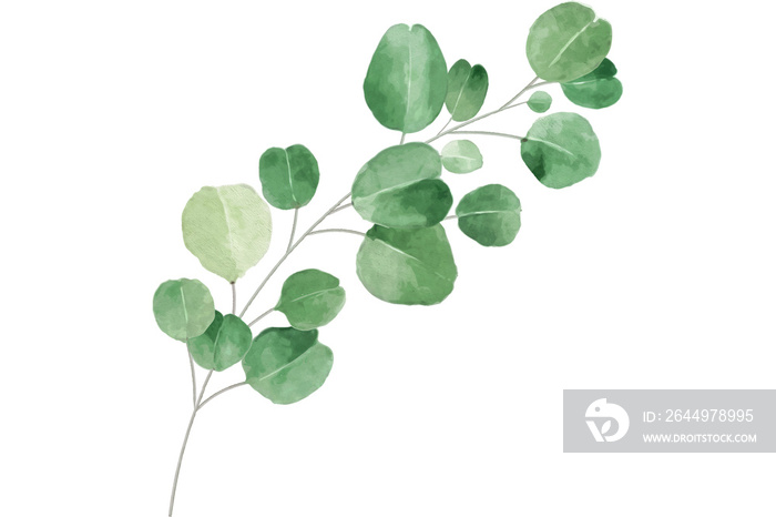 Eucalyptus Leaf Watercolor Style