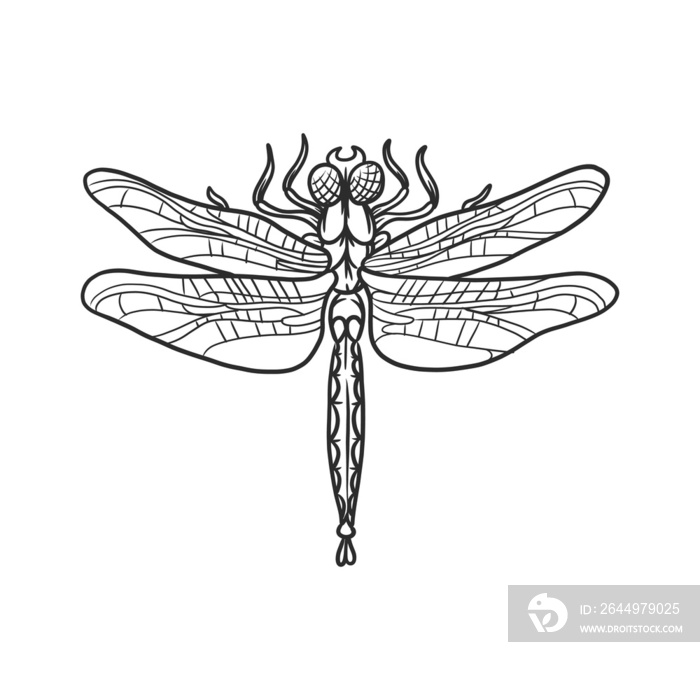 dragonfly insects and bug illustration