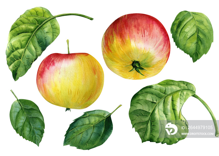 Apples and leaves on a white background are hand drawn watercolor.