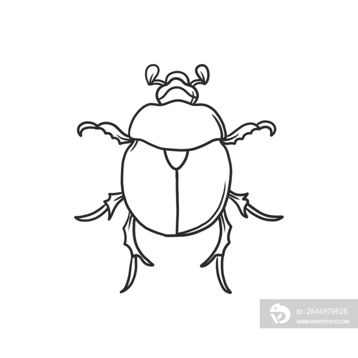 beetle Insects and bug illustration