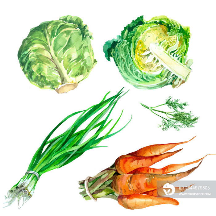 Carrots, cabbage, onion and dill watercolor isolated on white background set for all prints